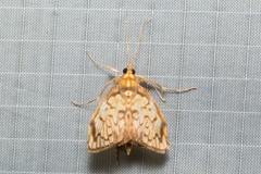 Neoanalthes pseudocontortalis