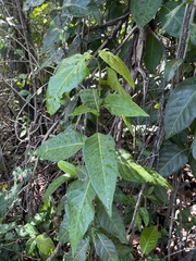 Coccoloba diversifolia
