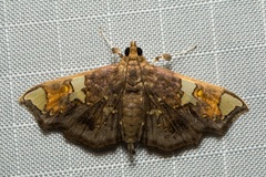 Chrysothyridia invertalis