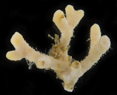 Heteropora alaskensis