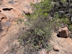 Calliandra peninsularis