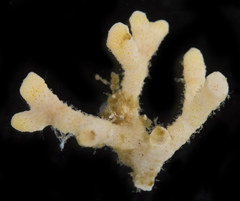 Heteropora alaskensis