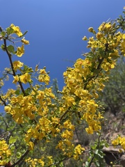 Haematoxylum brasiletto