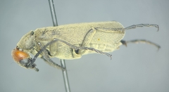 Epicauta atrata