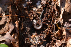 Plethodon sherando
