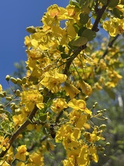 Haematoxylum brasiletto