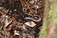 Plethodon sherando