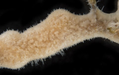 Alcyonidium polyoum