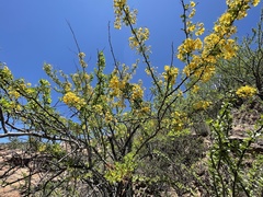 Haematoxylum brasiletto