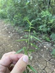 Pombalia linearifolia