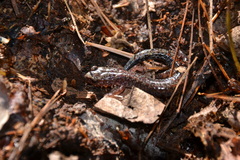Plethodon sherando