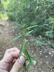 Pombalia linearifolia