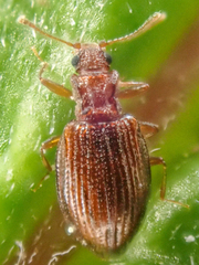 Stephostethus liratus