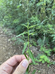 Pombalia linearifolia