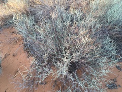 Eriogonum leptocladon