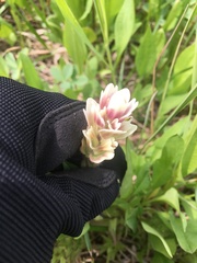 Castilleja parviflora