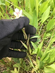 Castilleja parviflora