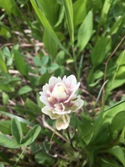 Castilleja parviflora