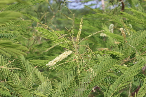 Senegalia macrostachya