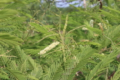 Senegalia macrostachya