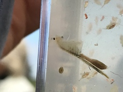 Branchinecta conservatio