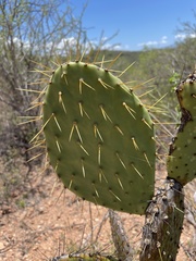 Opuntia caboensis