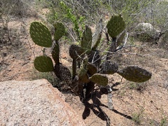 Opuntia caboensis