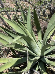 Agave aurea aurea