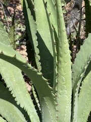 Agave aurea aurea