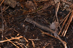 Plethodon sherando