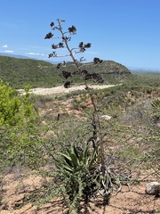 Agave aurea aurea