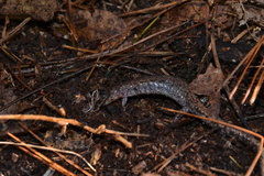 Plethodon sherando