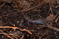 Plethodon sherando
