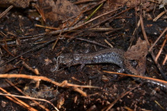 Plethodon sherando