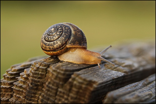 Portugala inchoata