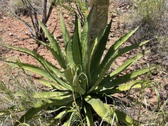 Agave aurea aurea