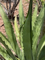 Agave aurea aurea
