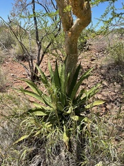 Agave aurea aurea