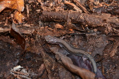 Plethodon sherando