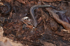 Plethodon sherando