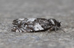 Gypsonoma adjuncta