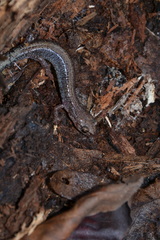 Plethodon sherando