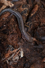Plethodon sherando