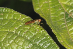 Chiromyzinae