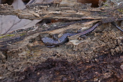 Plethodon sherando