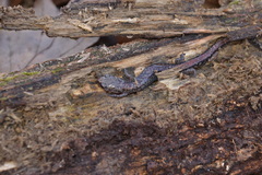 Plethodon sherando