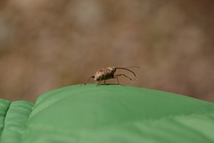 Curculio proboscideus