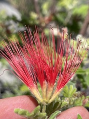 Calliandra peninsularis
