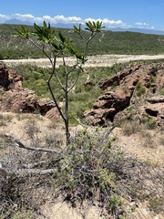 Calliandra peninsularis