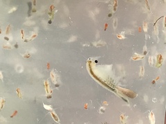 Branchinecta conservatio